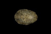 藏品(花笠螺)的圖片